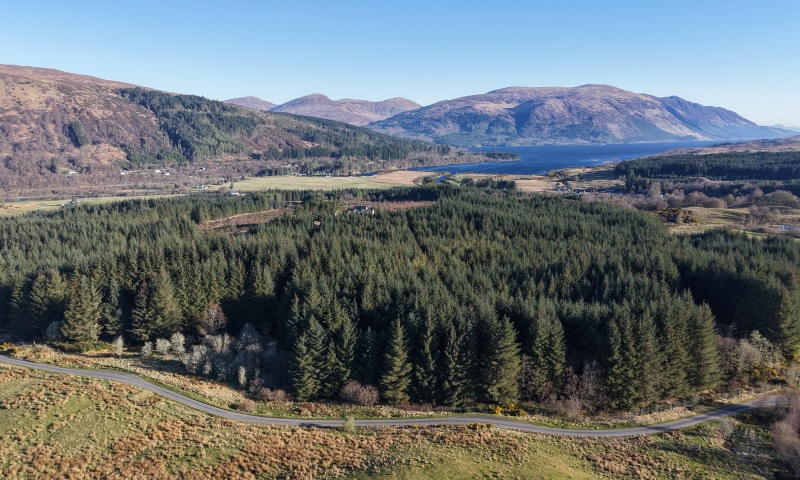 Kilmonivaig Wood 