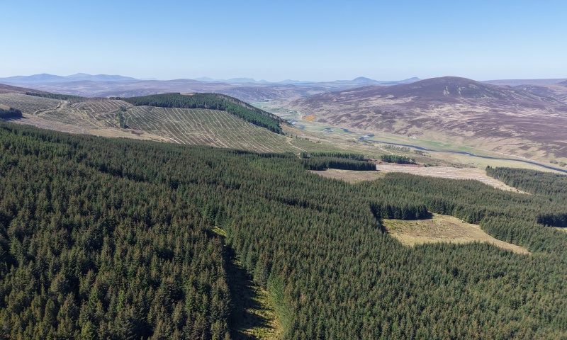 Torrish Forest 
