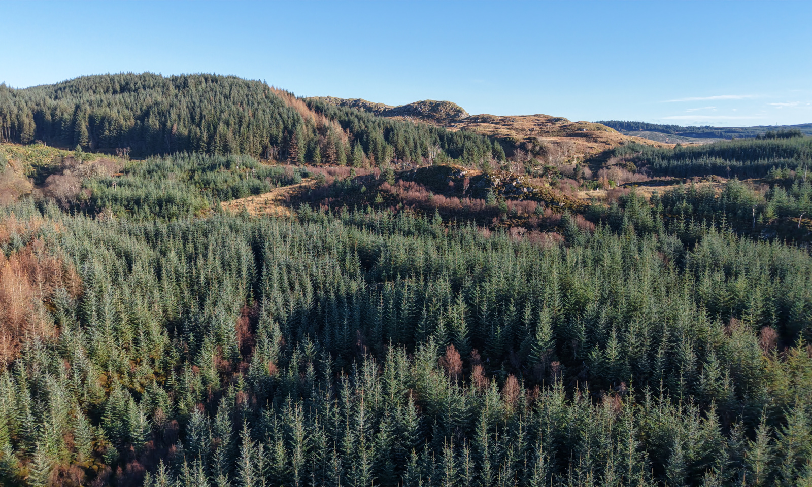 Glassary Forest 
