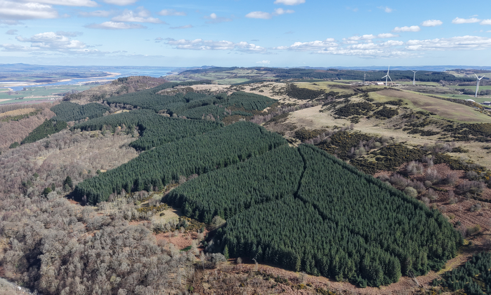 Ayton Hill Forest 