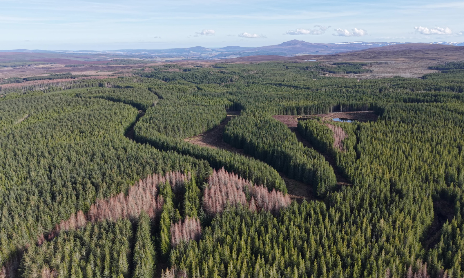 Coille a' Bowen Forest