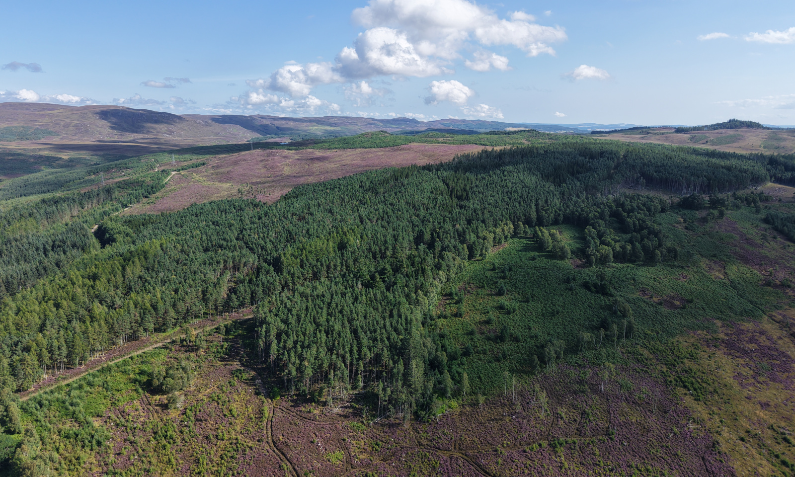 Erchless Forest East