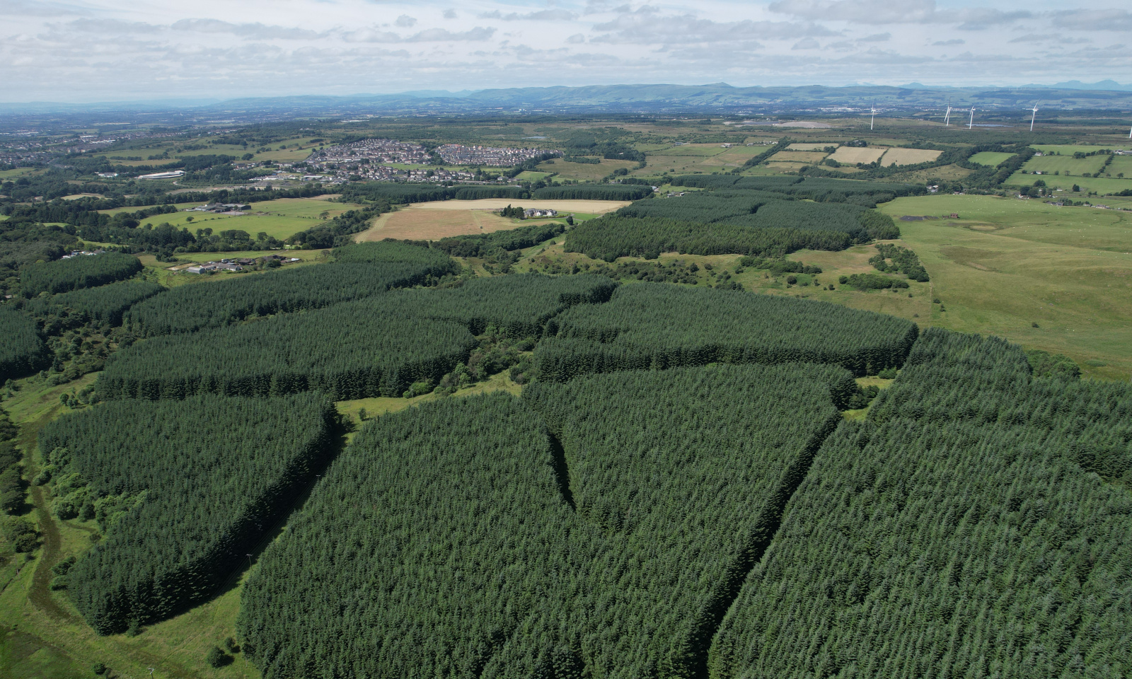 Annieshill Forest 